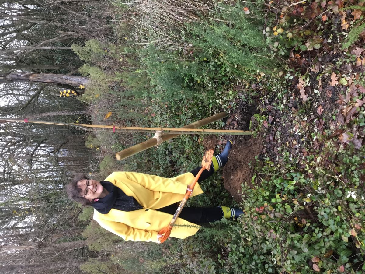 PRESS RELEASE Oak tree planted by Sevenoaks Mayor to commence